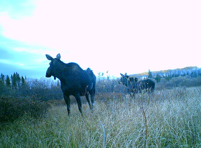 We had a history 15 We had a history canada, moose Hunting