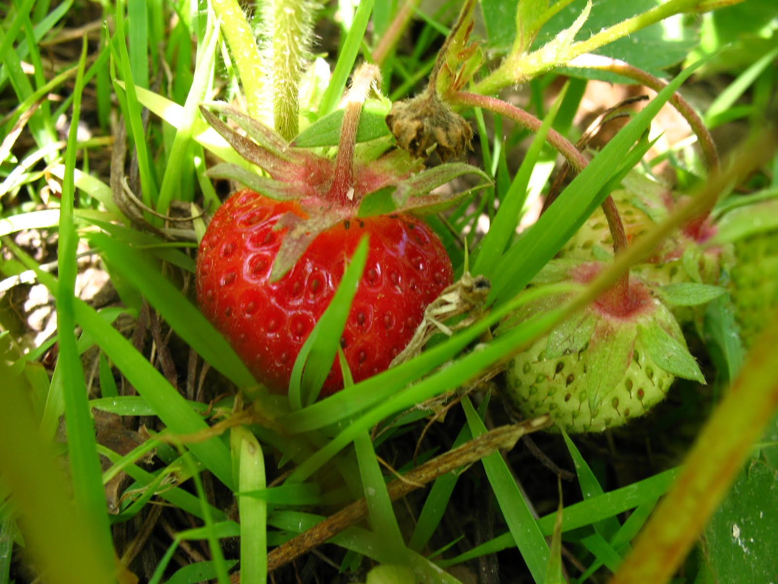 Just the Two of Us the Cat and Two Dogs Edible Plants