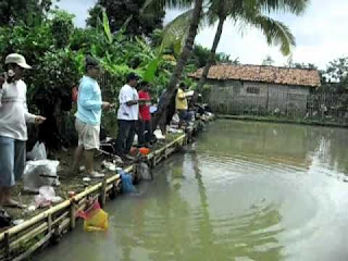 Nah ! Umpan Ikan Mas Empang Yang Sangat Jitu ikan yang satu ini terkenal ikan yang sulit dipancing alasannya yaitu ikan tersebut bersifat banya Nah ! Umpan Ikan Mas Empang Yang Sangat Jitu