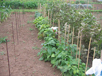 french beans, ying yang beans, purple beans