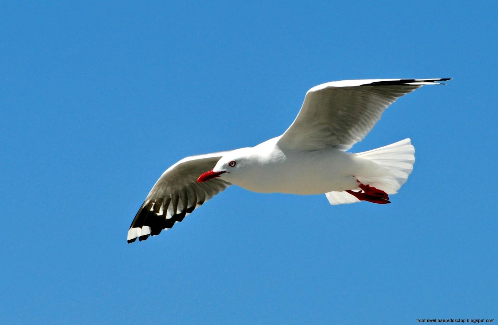 Bird Seagull Flying Bird Seagull Flying