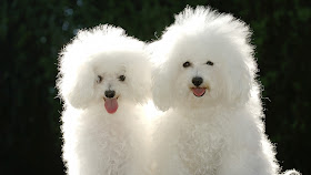 Pets Wallpapers