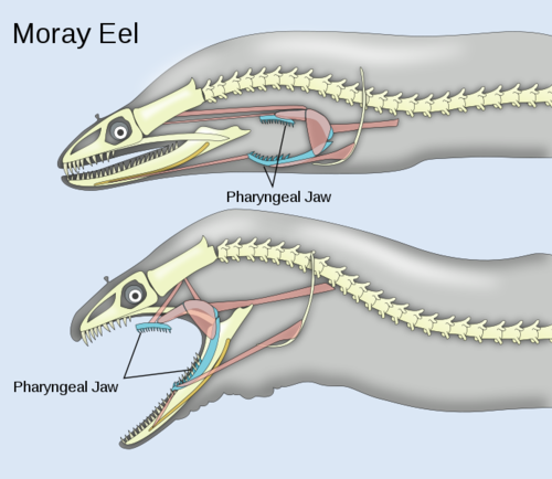 alien eel
