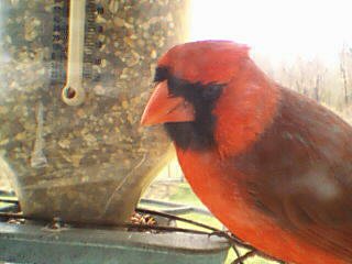 cardinal