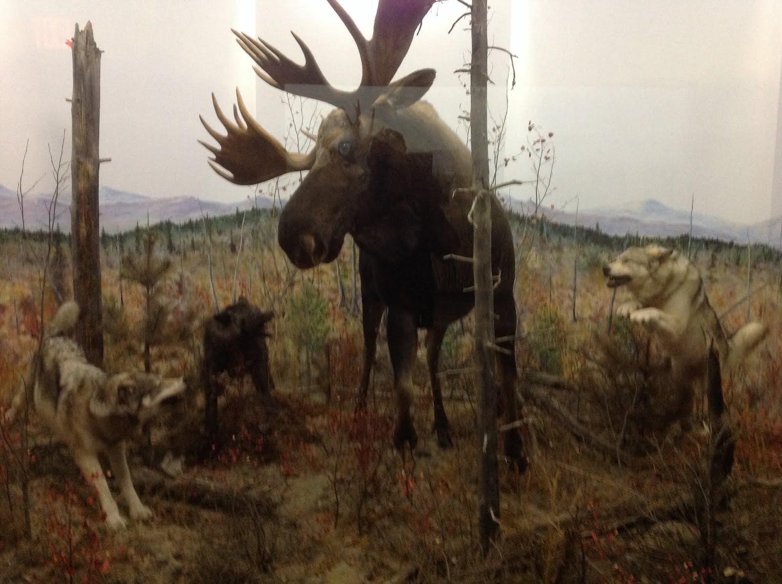 Museum taxidermy mount