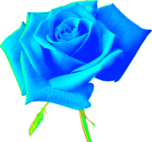 Image Result For Rosa Naranja Colores Image Result For Rosa Naranja Colores
