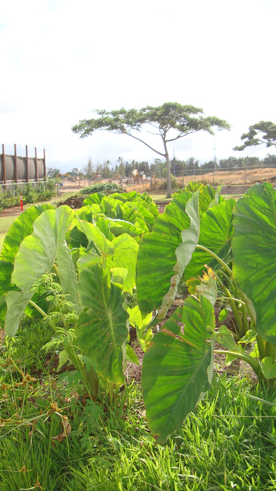 KES Outdoor Learning Center Native Hawaiian Plants