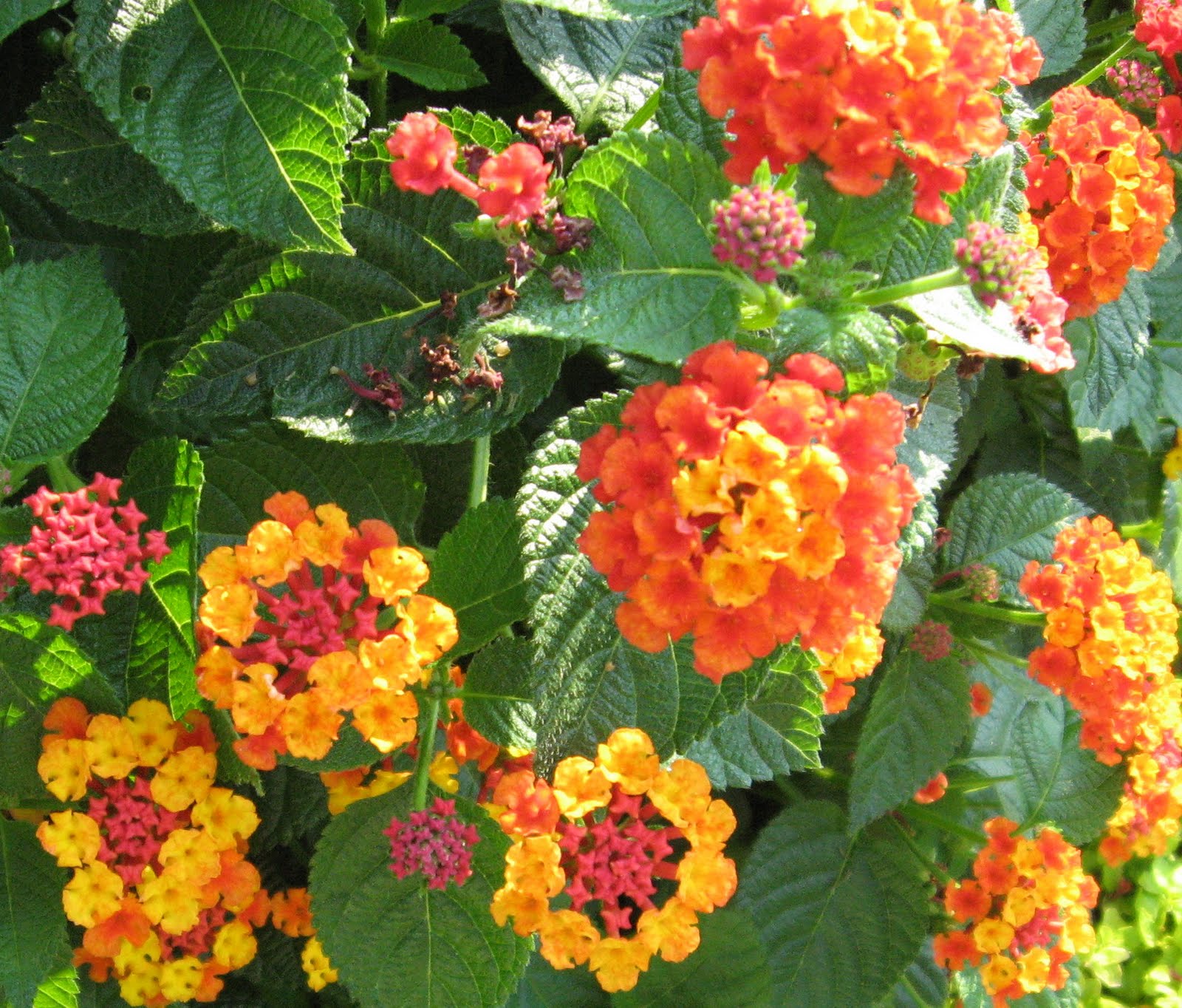 A. J. Rahn Greenhouses Annual Lantana