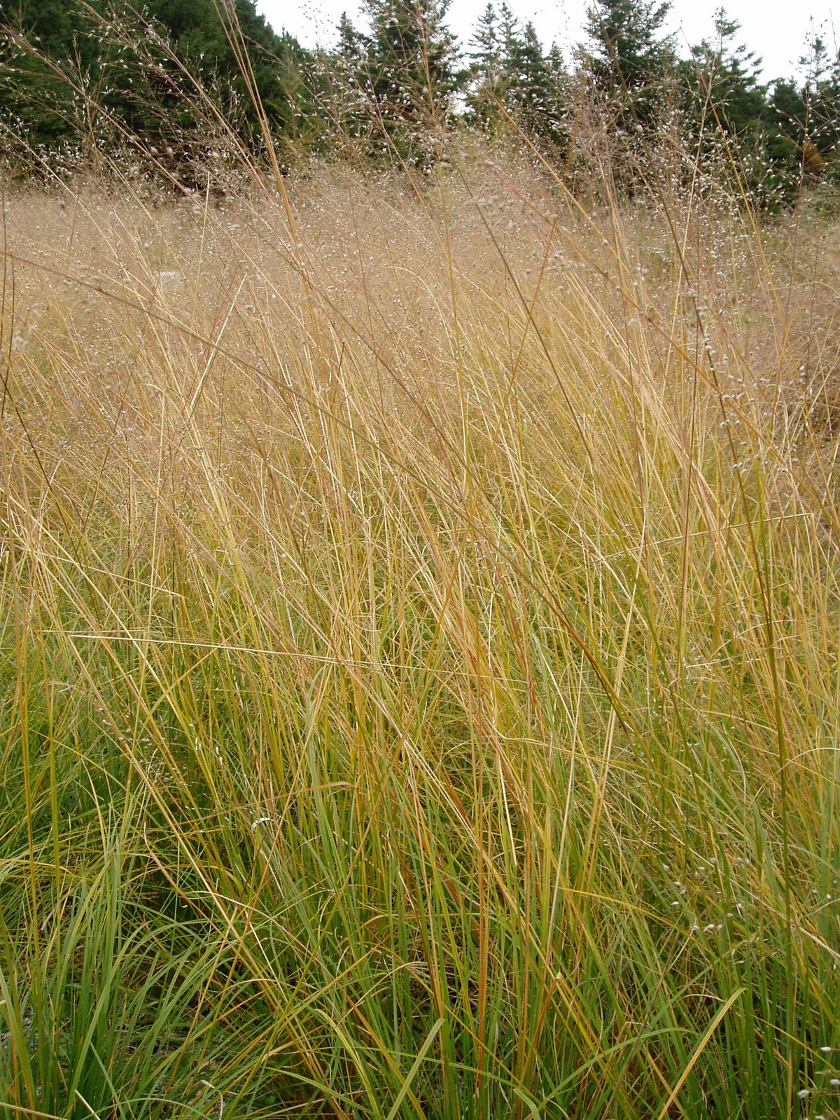 Lovegrass Farm Fall Photos of Our Ornamental Grasses at Lovegrass Farm