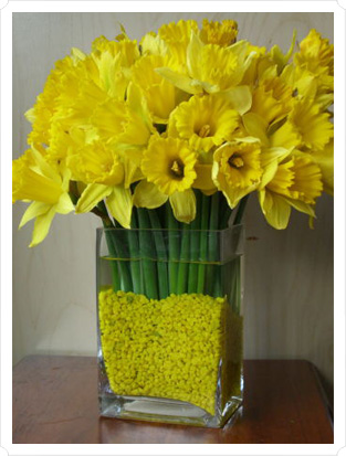 Www.daffodil.com