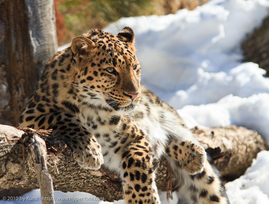 WildLife: Amur Leopard Most Dangerous Animal