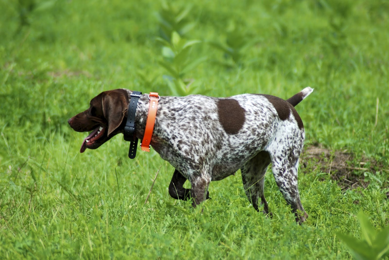 Adventures of a GSP Hunting Dog August 2011