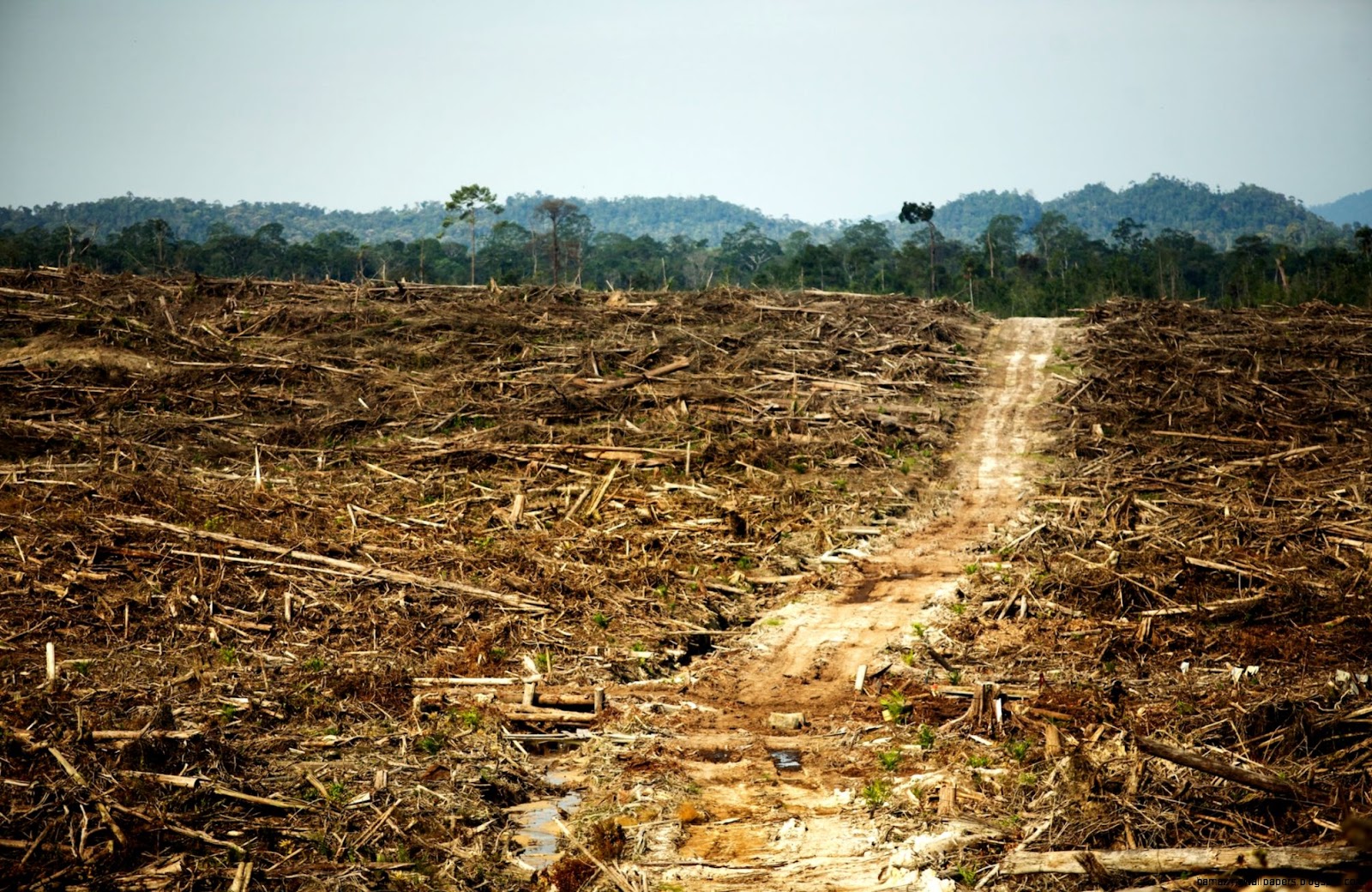 Palm Oil Rainforest Destruction Palm Oil Rainforest Destruction