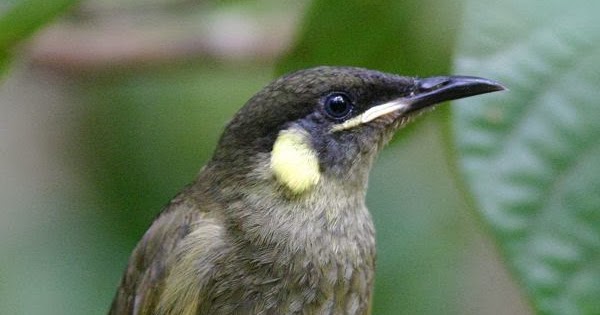Variety of Life Meliphaga