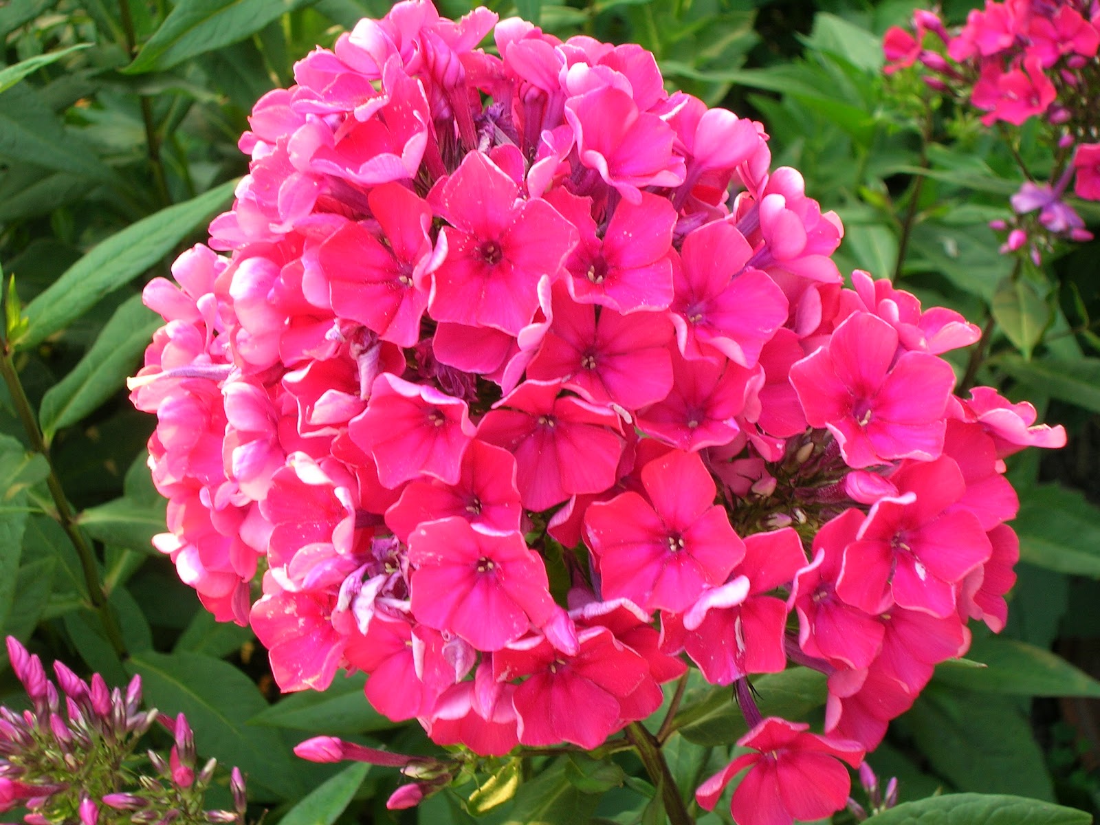 Phlox Starfire