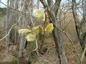 Brotación de Salix sp