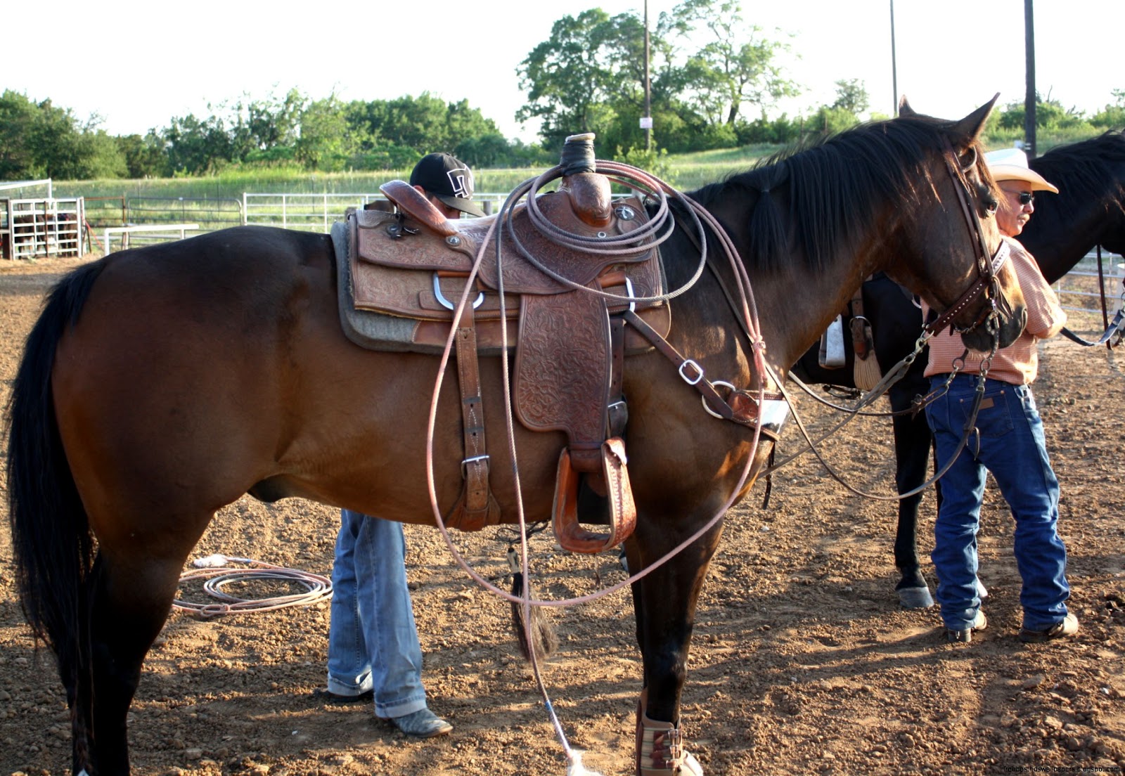 Finished Rope Horses for Sale Finished Rope Horses for Sale