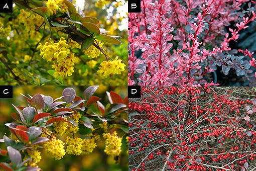 Berberis Thunbergii Atropurpurea Photos Berberis Thunbergii
