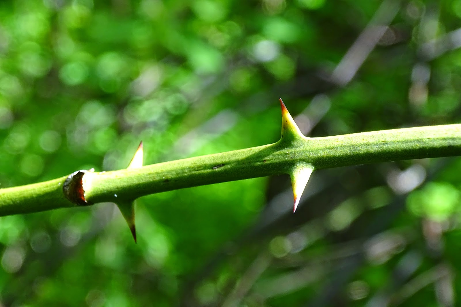 Notes from Halibut Point The WaitaMinute Vine