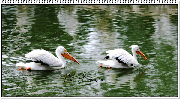 பறவைகள் பூங்கா புகைப்படங்கள் -சிங்கப்பூர் (BIRD PARK SINGAPORE) -Part-1  Birds+park+post-1