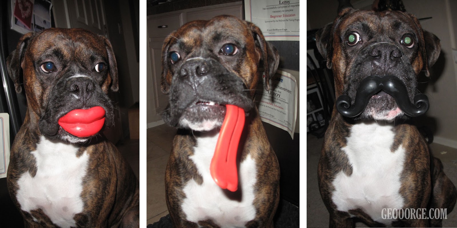 Ashley J ADventures of a Creative Leroy's Funny Dog Toys