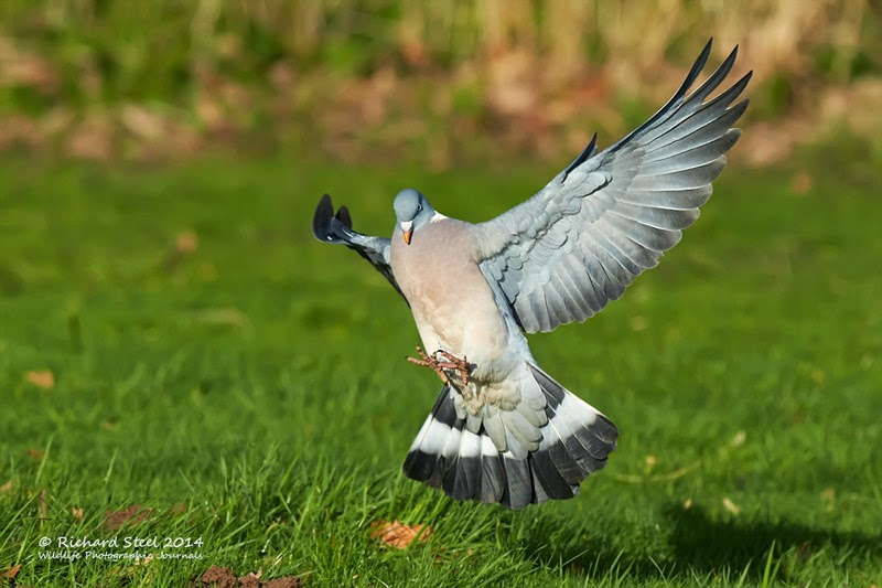 Wildlife Photographic Journals More Flying Corvids