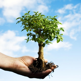Arborização Urbana terá novas diretrizes Arborização Urbana terá novas diretrizes