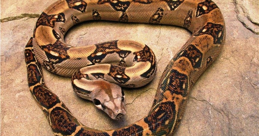 SEKILAS TENTANG -ULAR BOA CONSTRICTOR IMPERATOR-BOA CONSTRICTOR