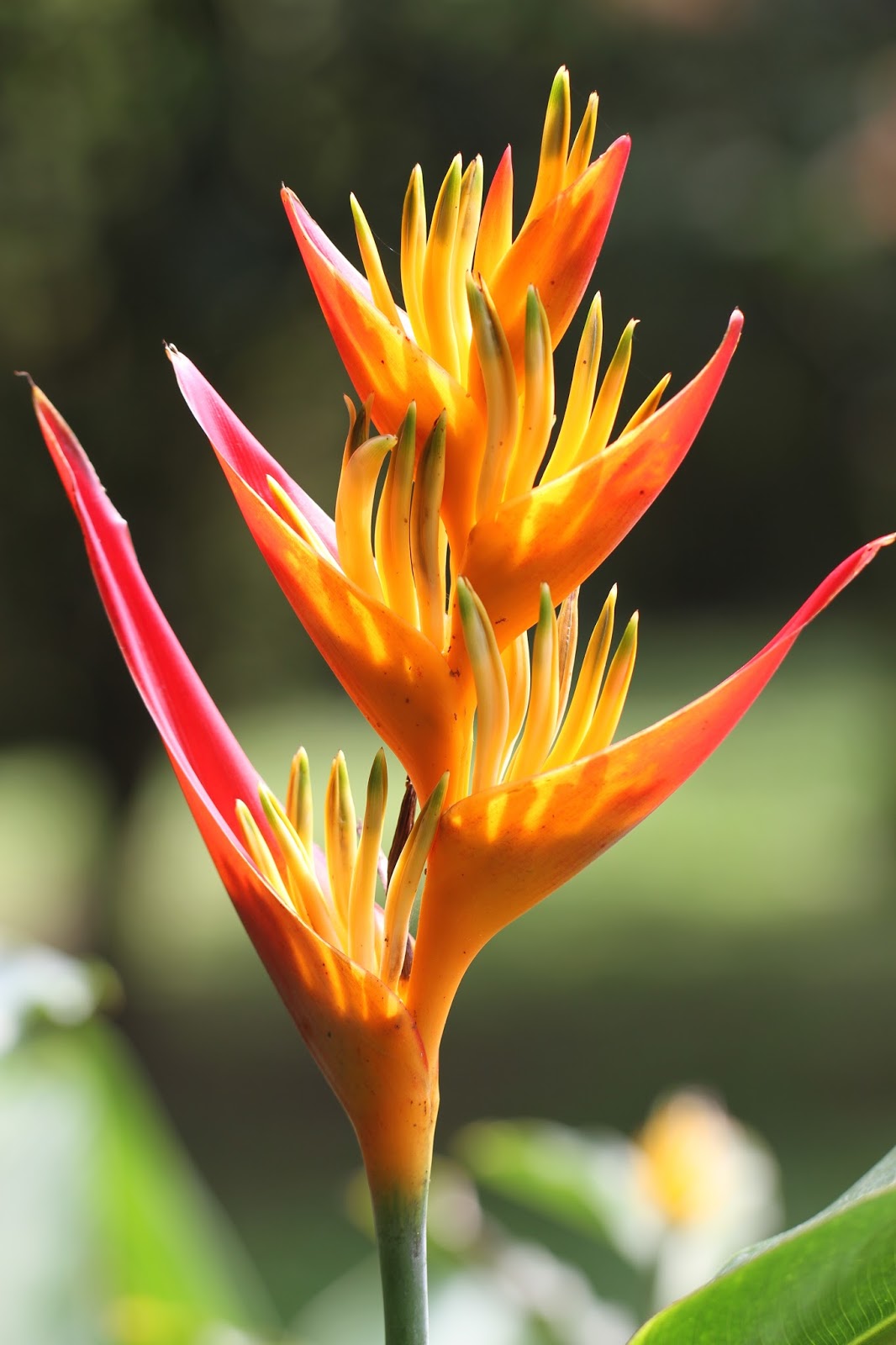 tropical flowers tropical flowers