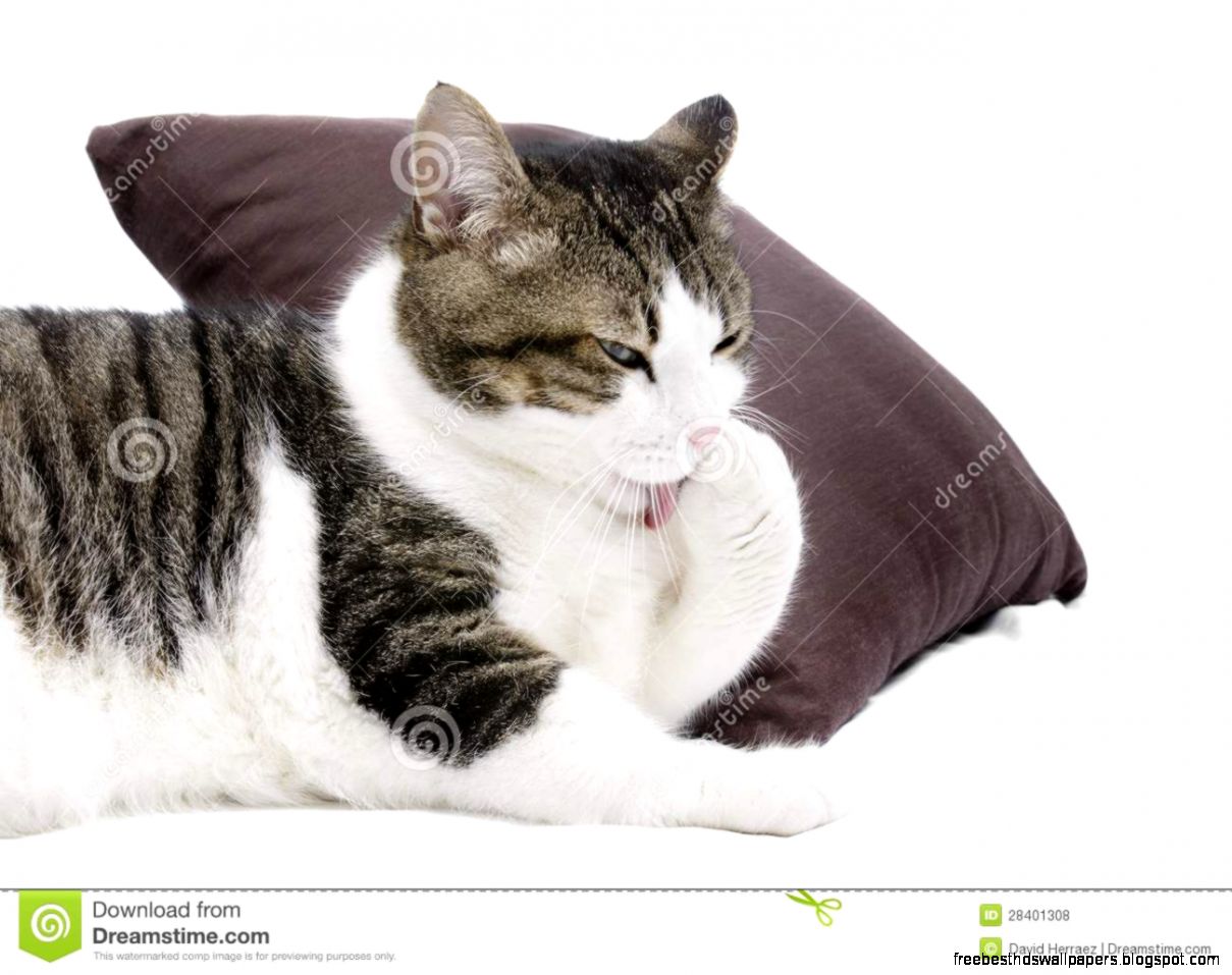 Cat Cleaning Itself Cat Cleaning Itself