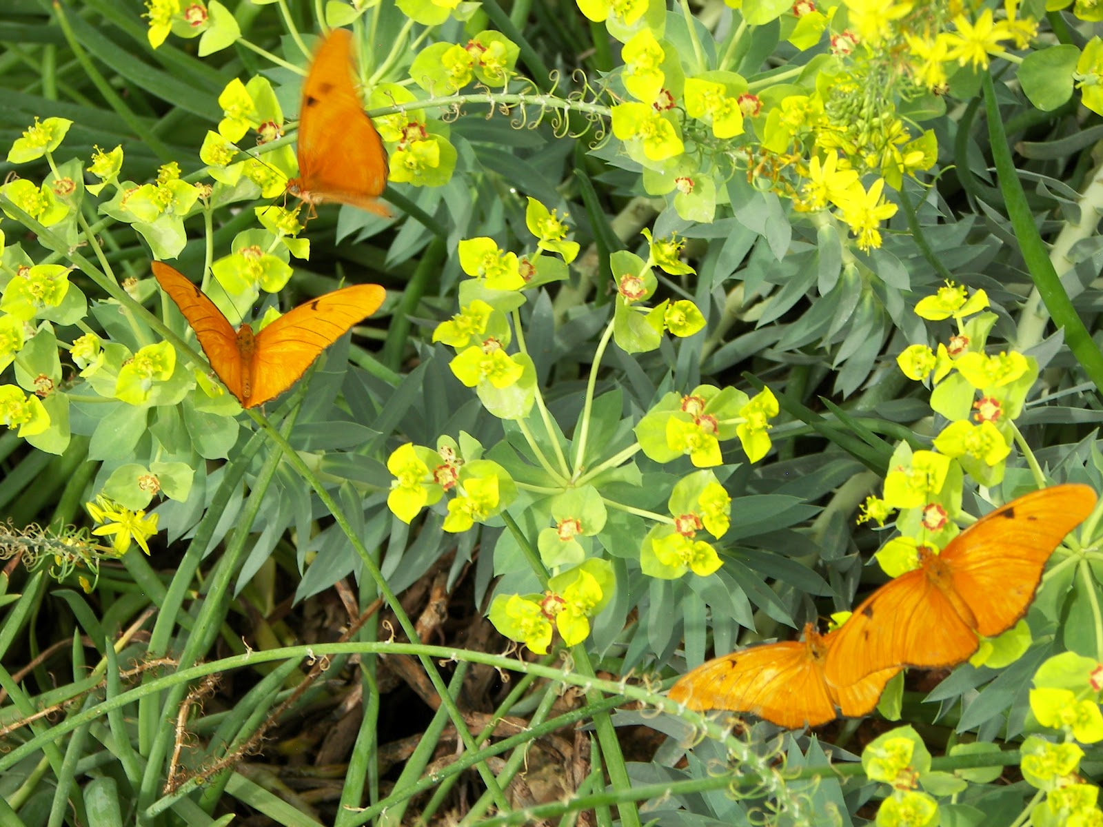 Questions On Dogs and Cats DO ANIMALS GET SUNBURNED?