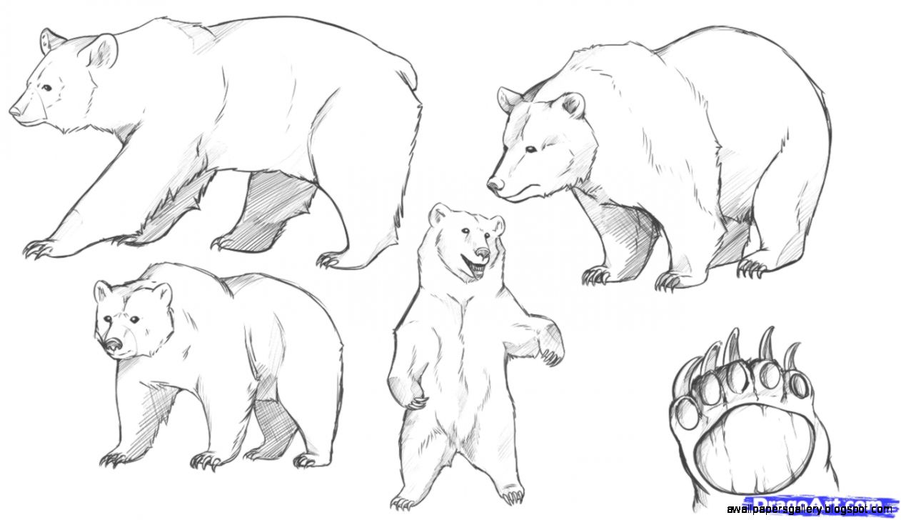 Black Bear Drawings In Pencil Art Design Gallery Black Bear Drawings In Pencil Art Design Gallery