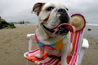 Beach Bulldog
