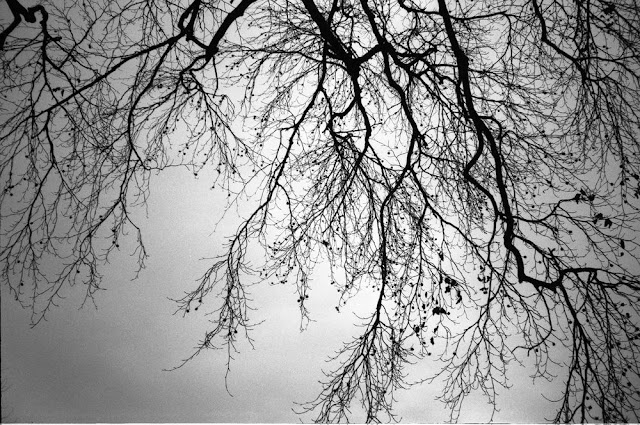 branch silhouettes in black and white