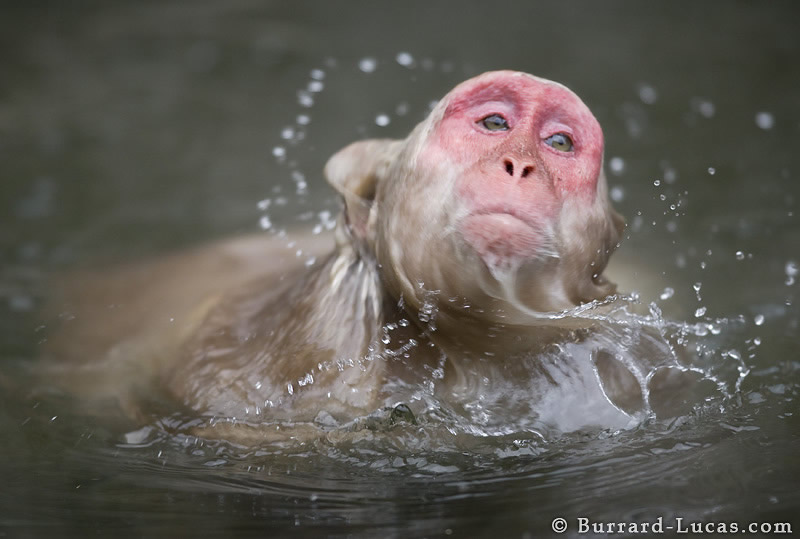 صور مدهشه للحيوانات ملتقطه في أوضاع نادره Swimming+Monkey