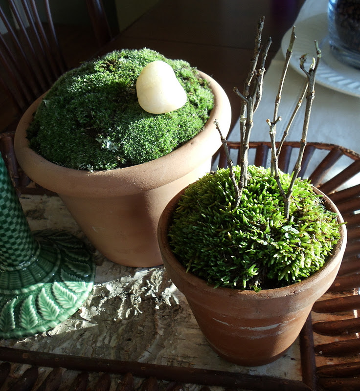 Upstairs Downstairs Pots Of Moss