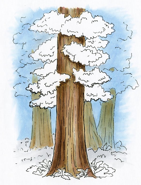 I Like Markers Redwoods