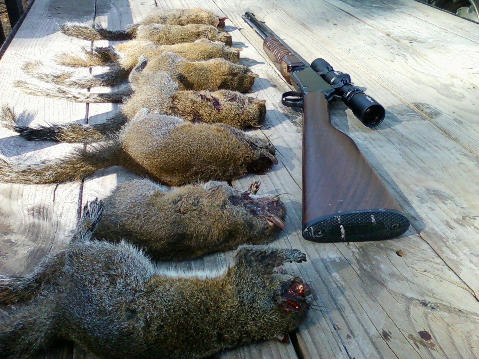 squirrel in crosshairs