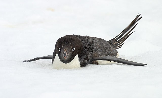 I Spy Animals: The classic tuxedo penguin...in blonde!