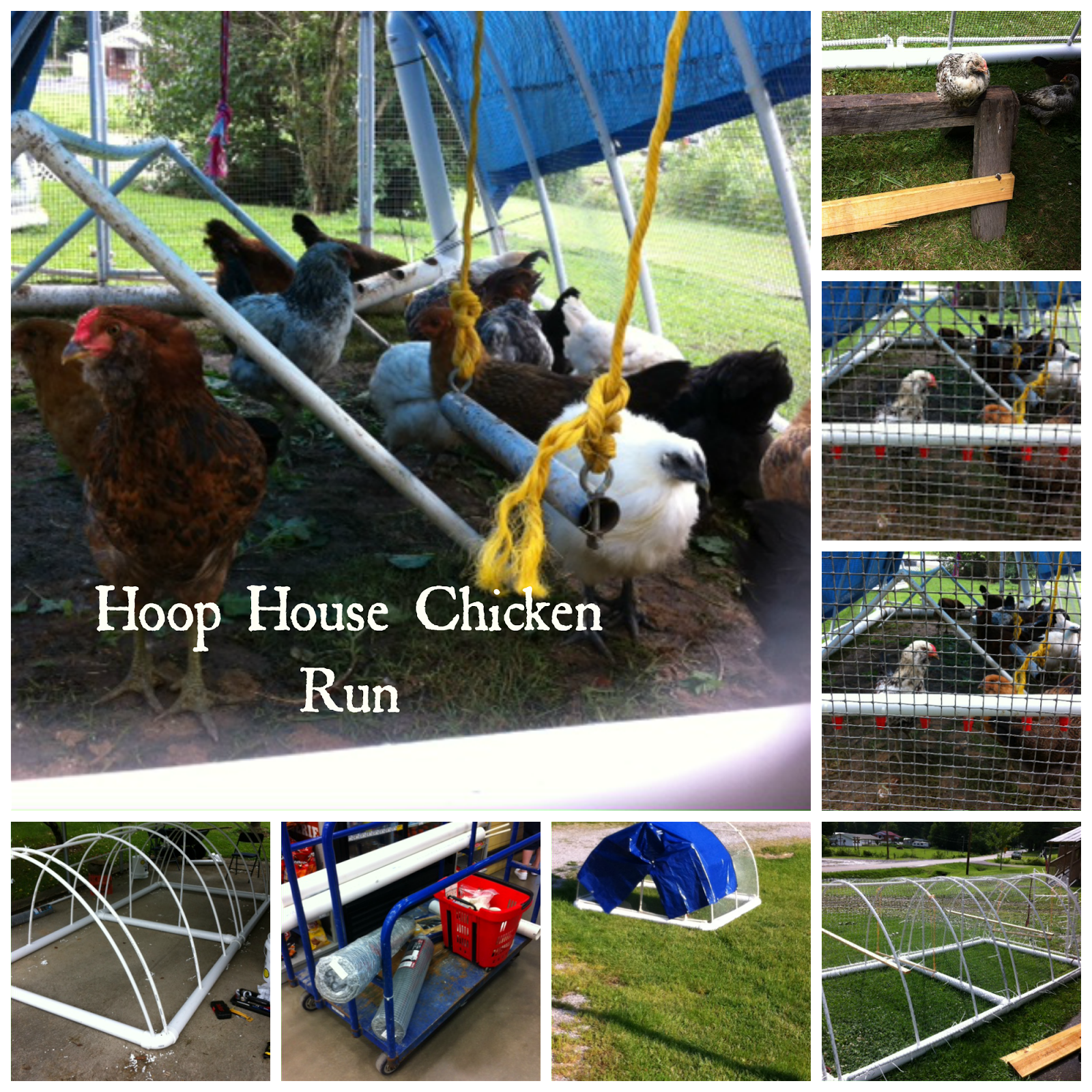 Wandering in the Wonderful PVC Chicken Run/Hoop House