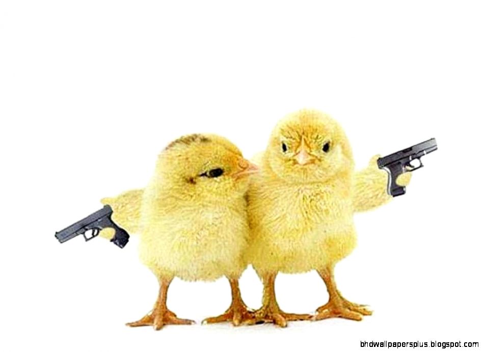 funny chicken 03 funny chicken 03