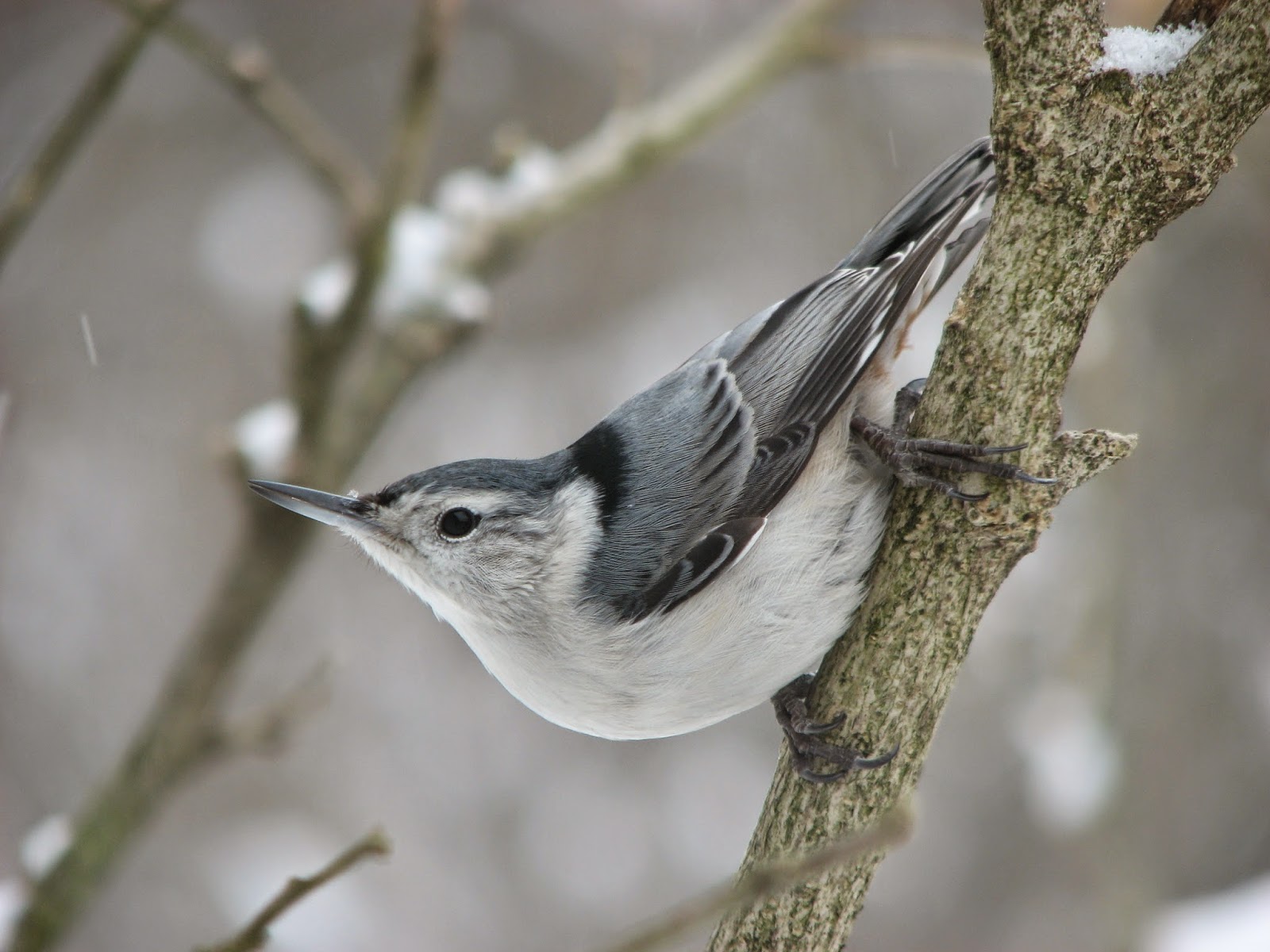 South Burlington birds Nuthatch photos South Burlington, Vermont