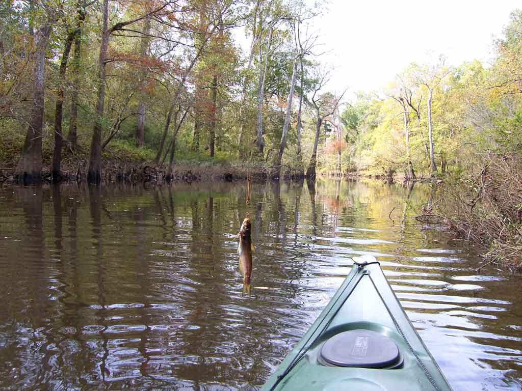 Kayaking the MobileTensaw River Delta 11/23/2009 Parker's Lake