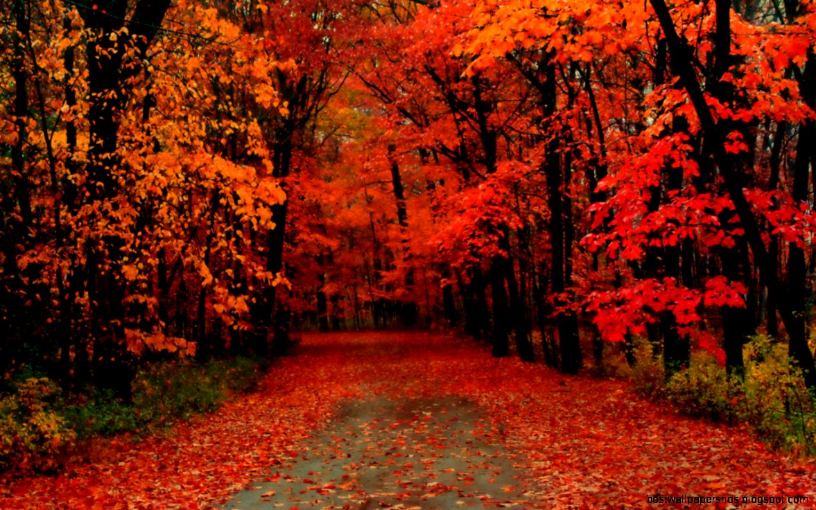 Autumn Trees Wallpaper Widescreen wallpaper Autumn Trees Wallpaper Widescreen wallpaper