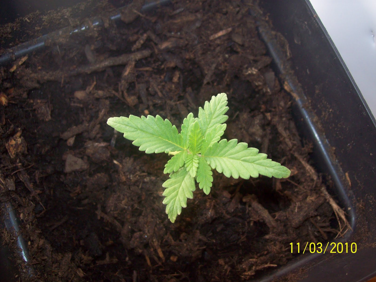 Five 523 Female Baby Pot Plants INVESTINGBB