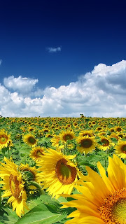 Mobile Wallpaper Picture