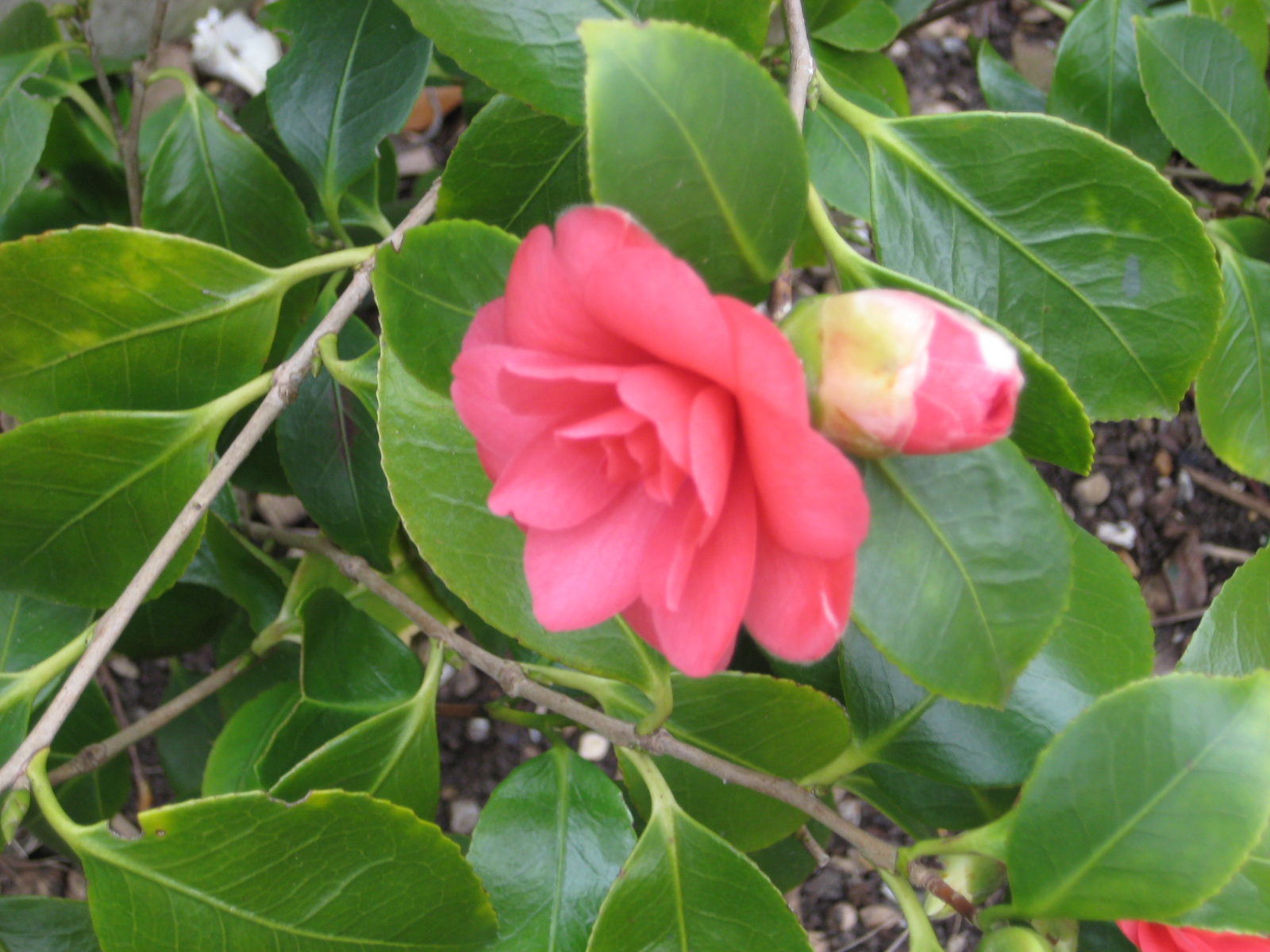 Camellia Frost Damage