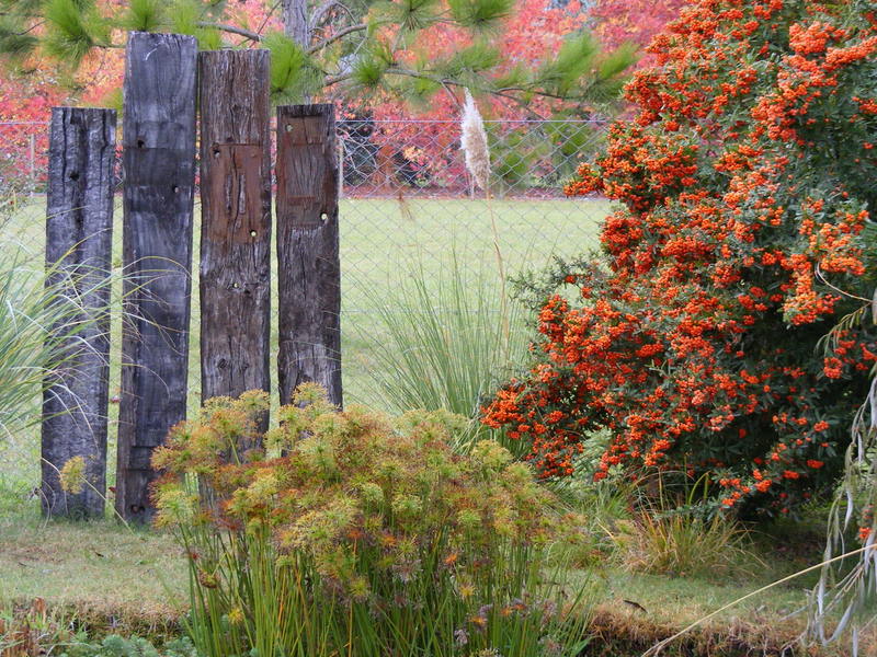 Cotoneaster Hedge Stock Photos Cotoneaster Hedge Stock Images