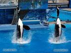 Two of the Orcas jumping together