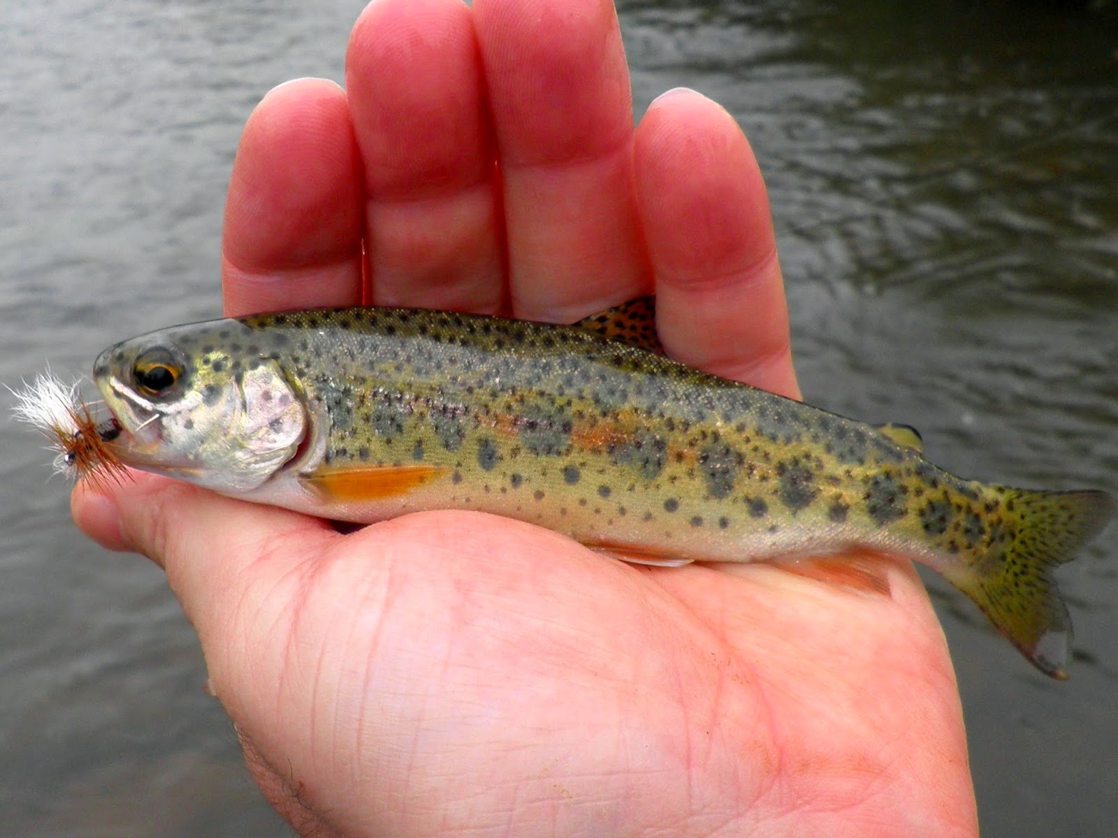 The River Beat Sabie River, Mpumalanga, South Africa